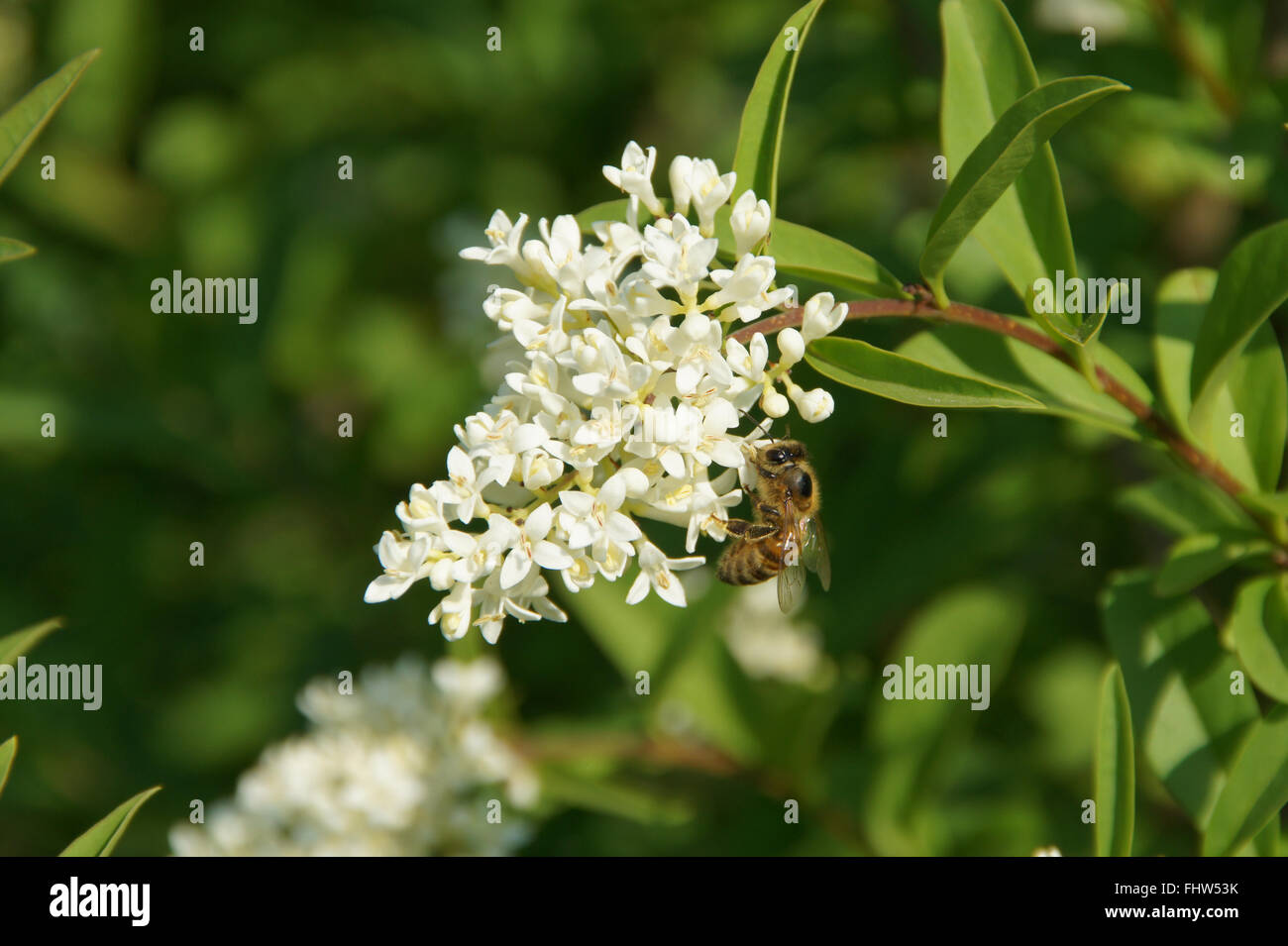 Ligustrum vulgare troène, Banque D'Images