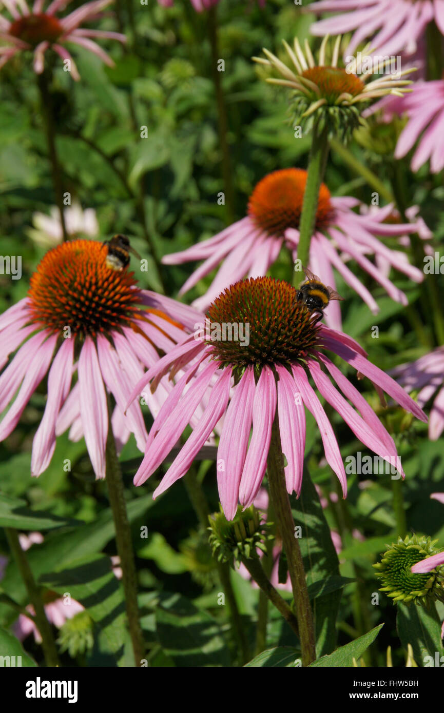 Echinacea purpurea Échinacée pourpre, Banque D'Images