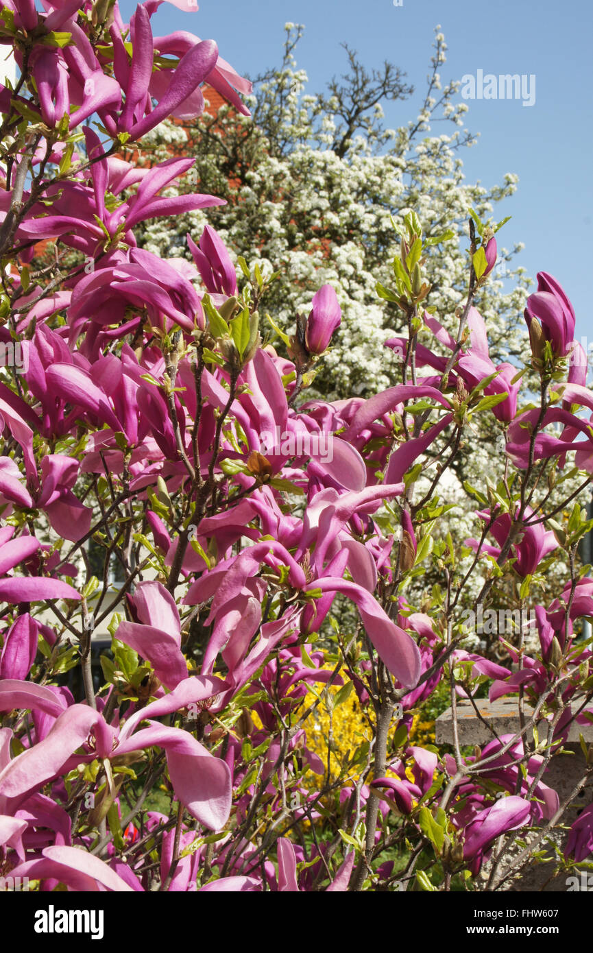 Magnolia denudata, Purple magnolia Banque D'Images