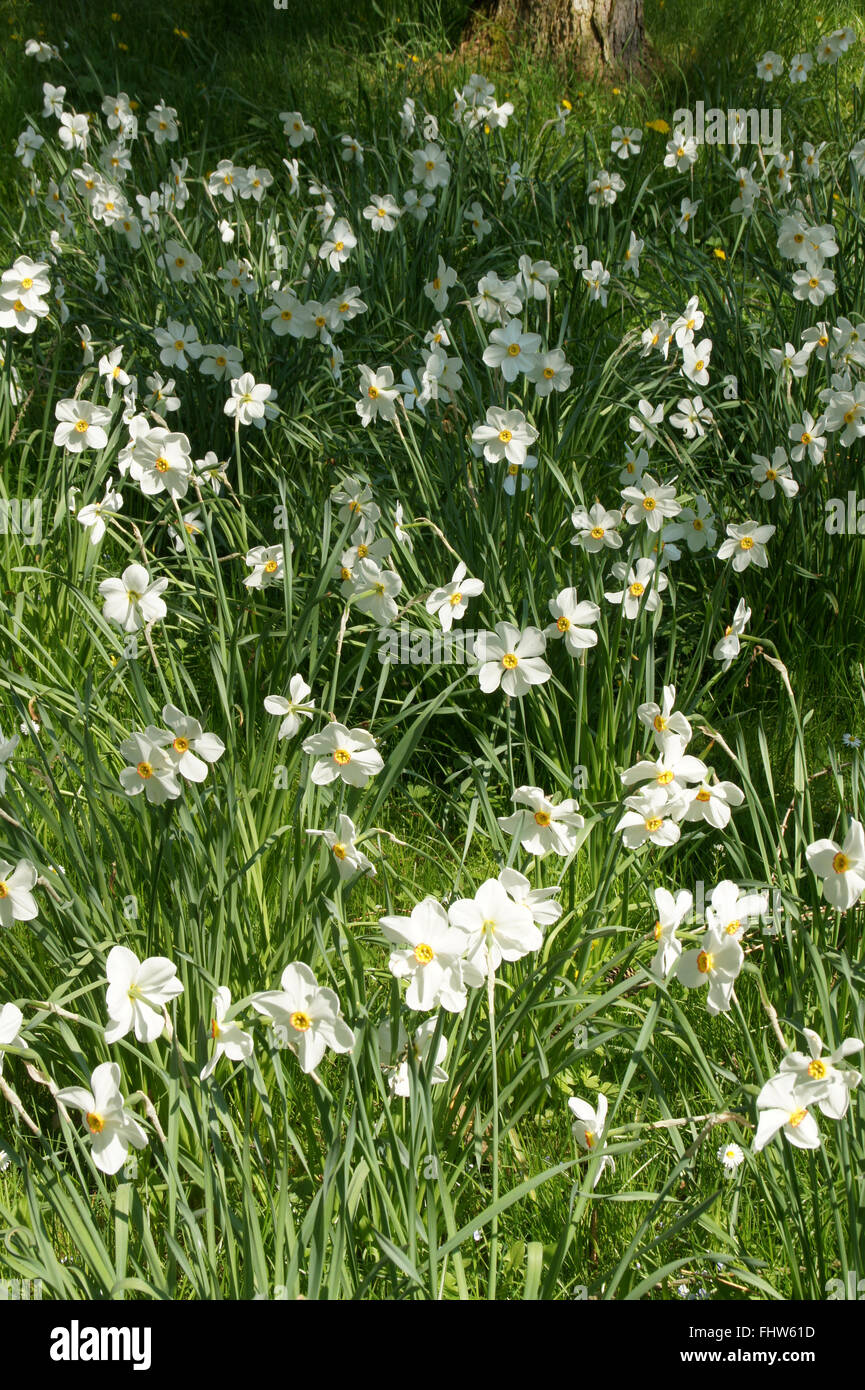 Narcissus poeticus narcisse des poètes, Banque D'Images