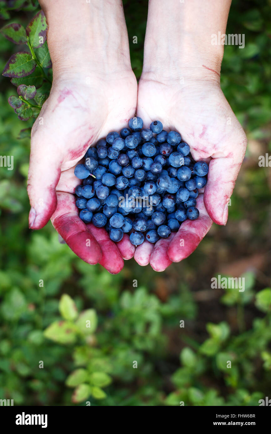Woman's hands plein de myrtilles ou bleuets. Cueillir des baies dans la forêt Banque D'Images