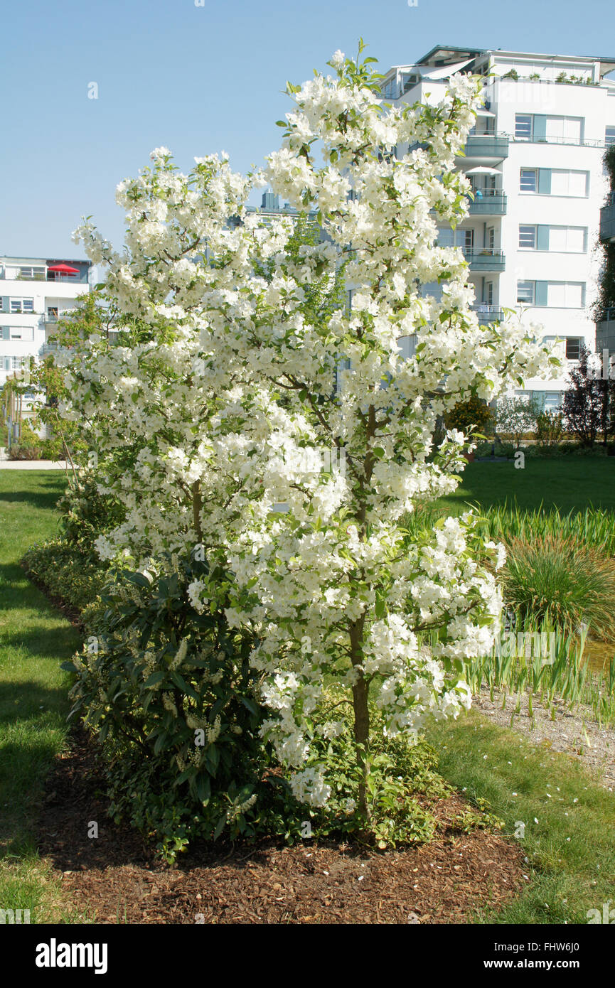 Malus Hybride, pommier Banque D'Images