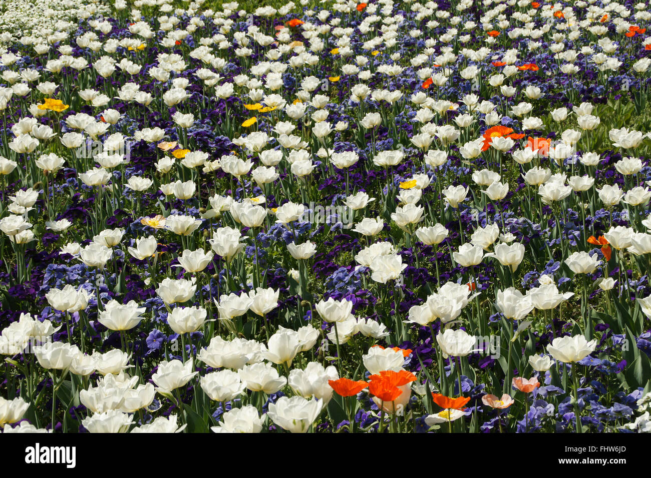 Tulipa White Triumphator, Lily flowered tulip Banque D'Images