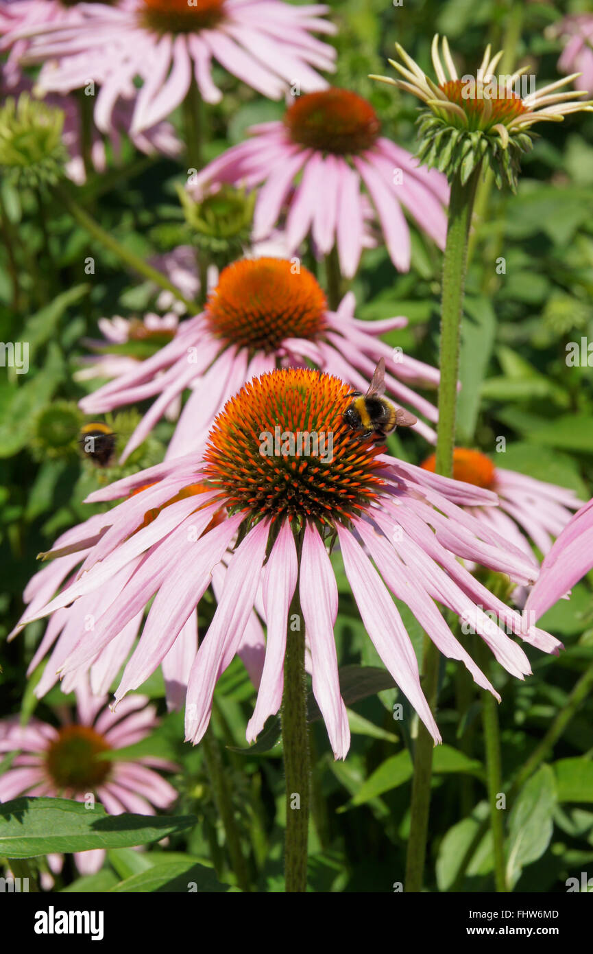 Echinacea purpurea Échinacée pourpre, Banque D'Images