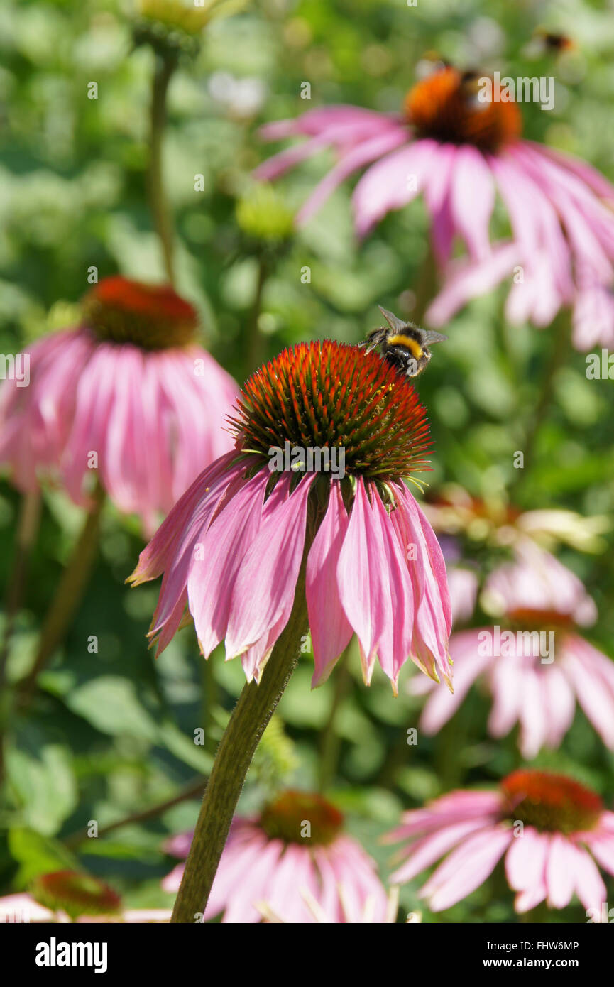 Echinacea purpurea Échinacée pourpre, Banque D'Images