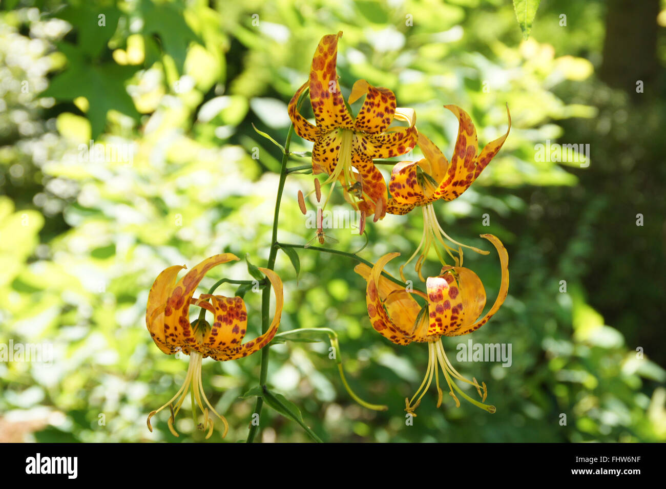 Lilium, lis Humboldts humboldtii Banque D'Images