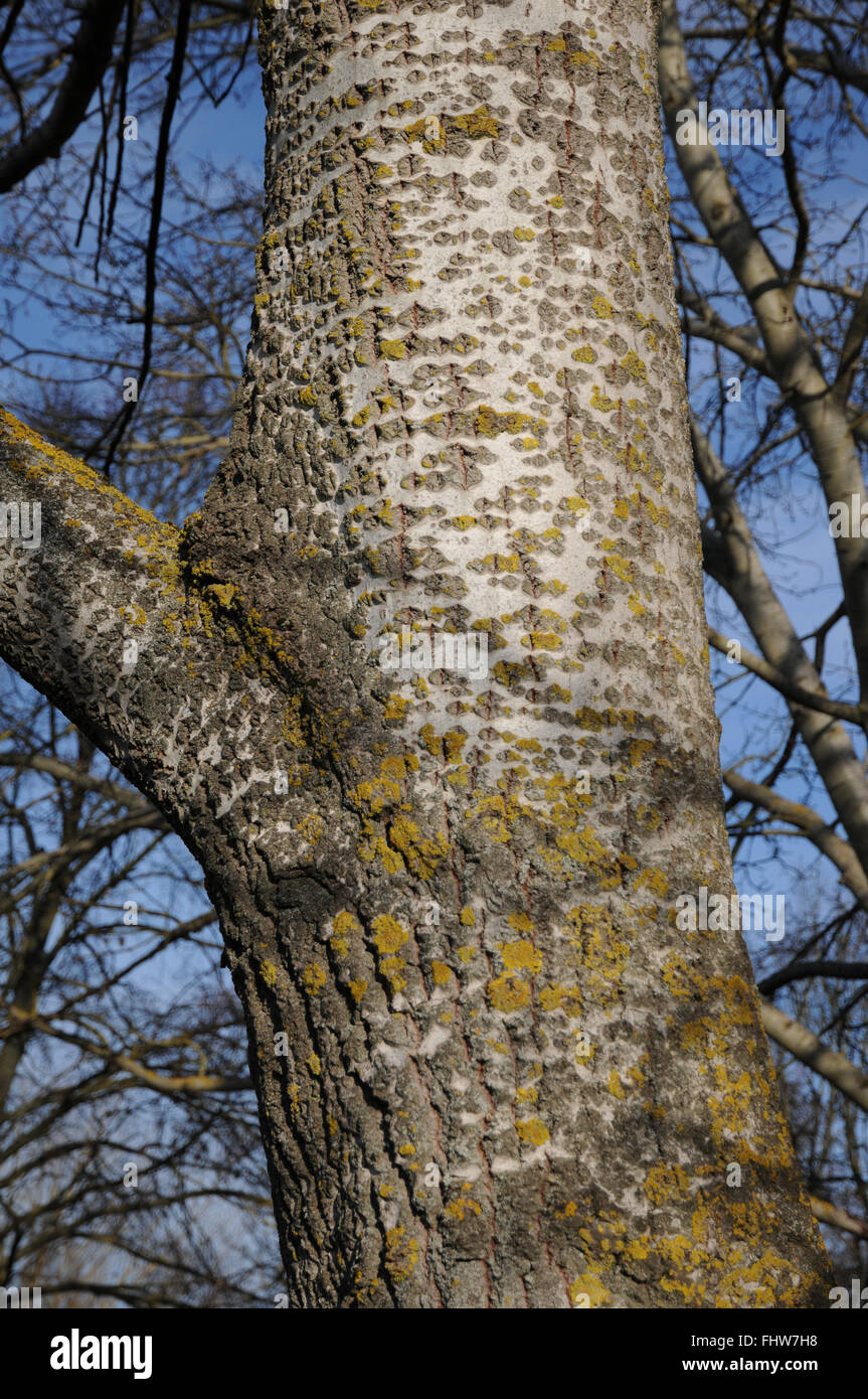 Populus alba, peuplier d'argent Banque D'Images