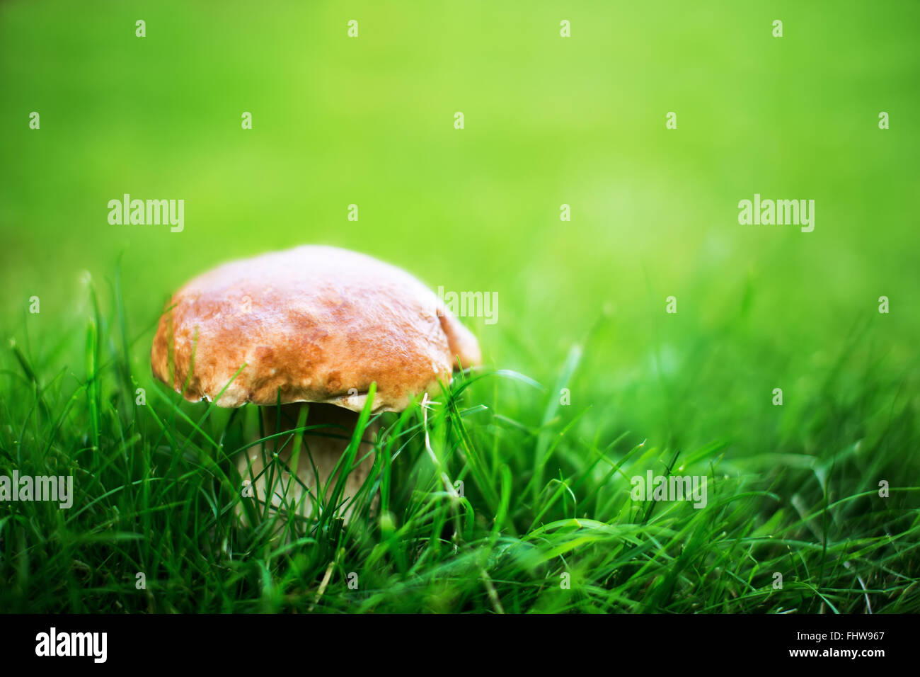 Dans l'herbe aux champignons porcini sur une base crémeuse. Profondeur de champ Banque D'Images