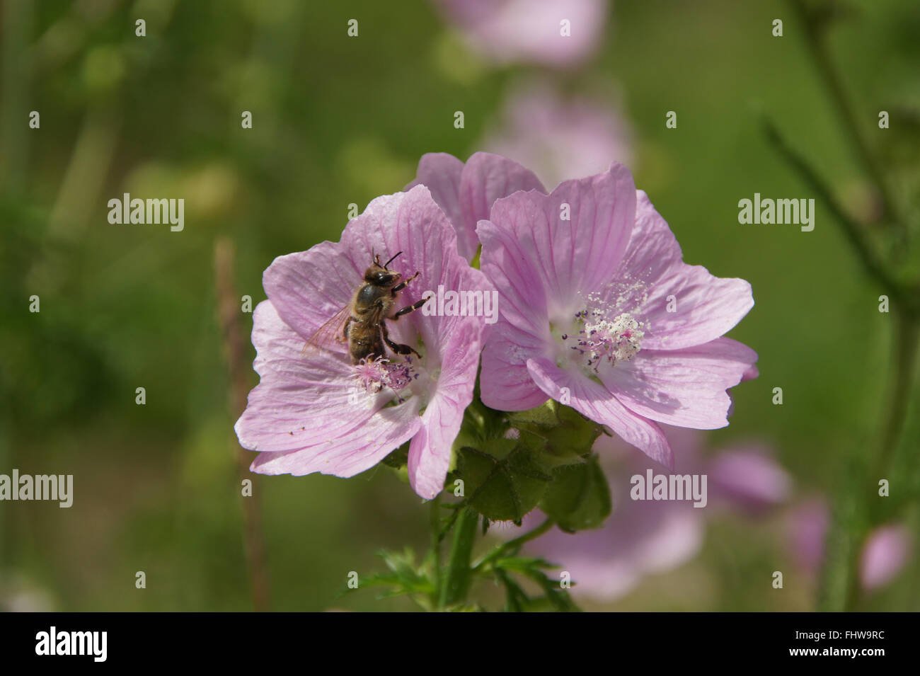 Malva moschata, Musc-mallow Banque D'Images