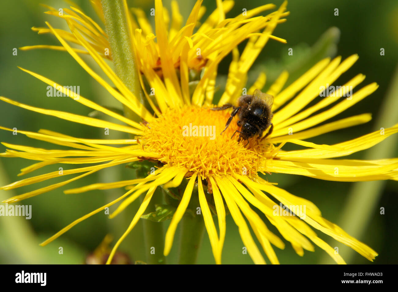 Inula helenium, guérir, avec bumblebee Banque D'Images