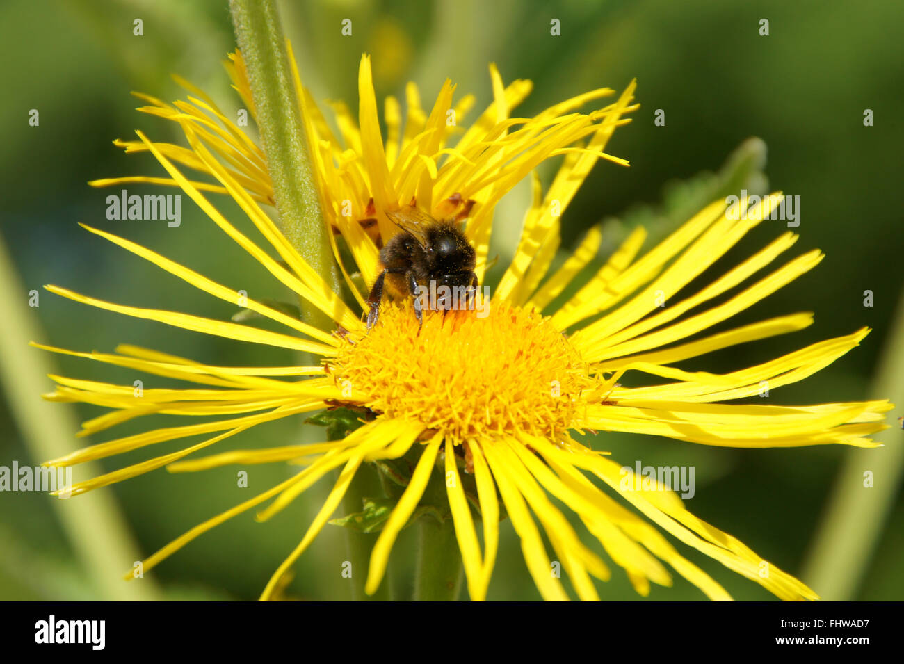 Inula helenium, guérir, avec bumblebee Banque D'Images