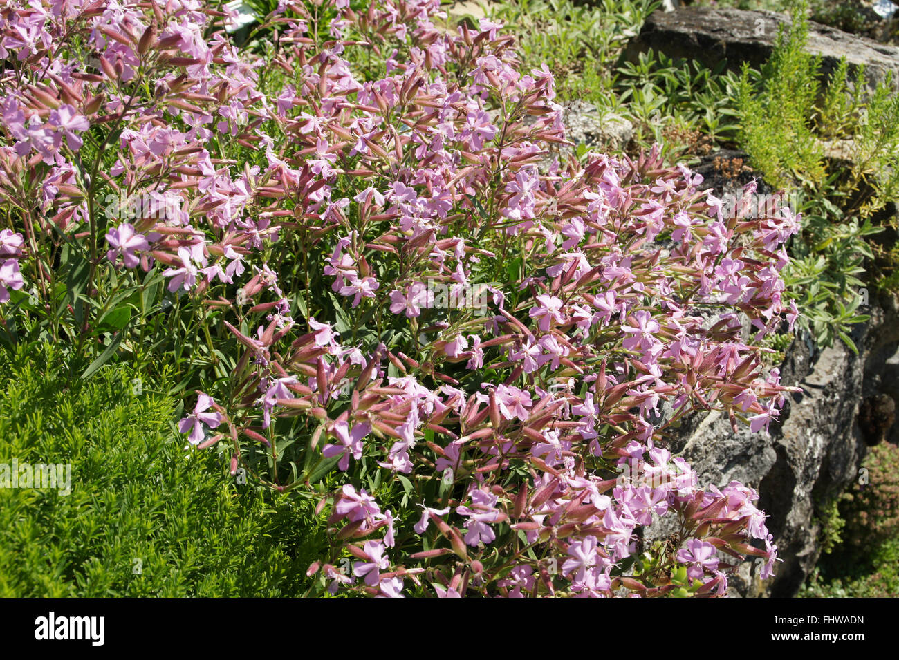 Saponaria x lempergii Max Frei, Soapwort Banque D'Images