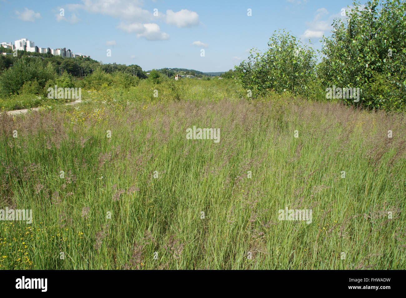 Calamagrostis epigejos, bois petit-reed Banque D'Images