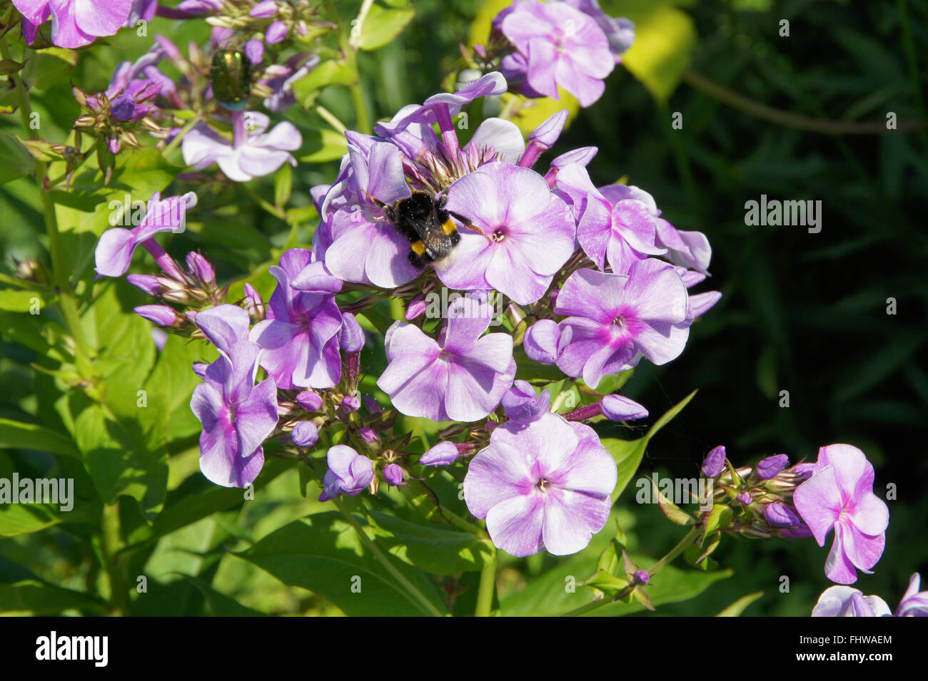 Phlox paniculata Sternenhimmel, avec bumblebee Banque D'Images