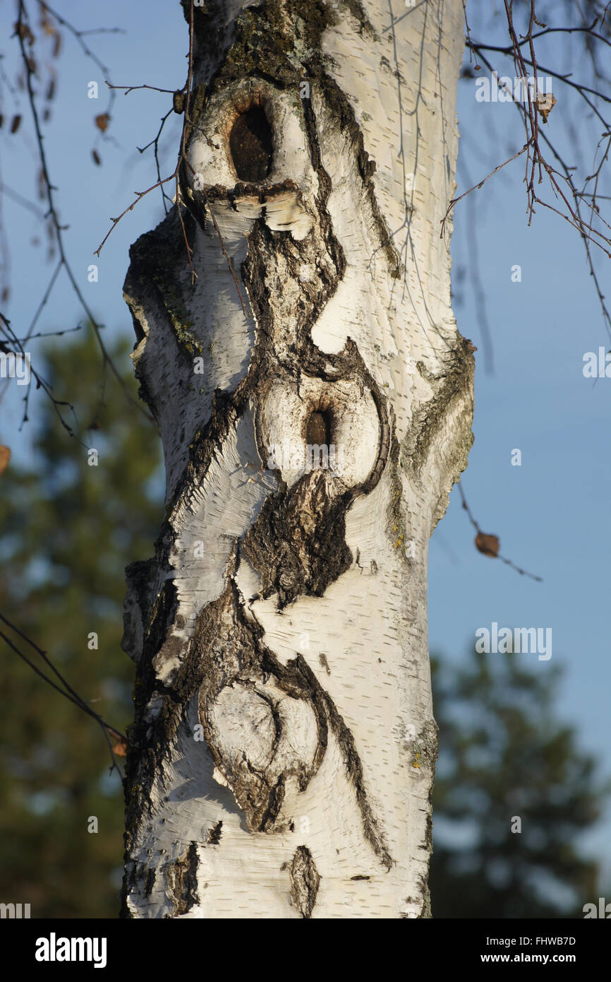 Betula verrucosa, bouleau blanc, bois de la plaie Banque D'Images