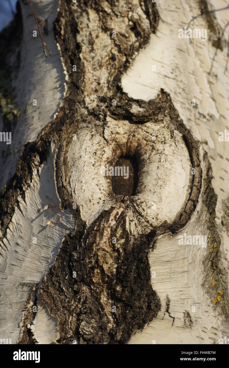 Betula verrucosa, bouleau blanc, bois de la plaie Banque D'Images