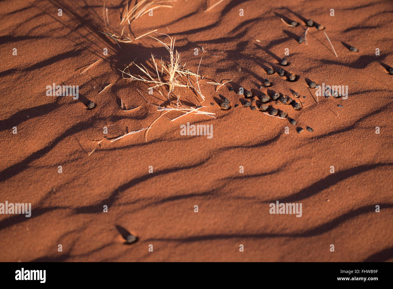 Signes d'animaux dans les dunes de sable du désert du Namib Banque D'Images