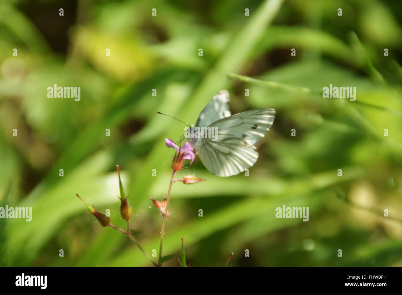 Pieris brassicae, chou butterfly Banque D'Images