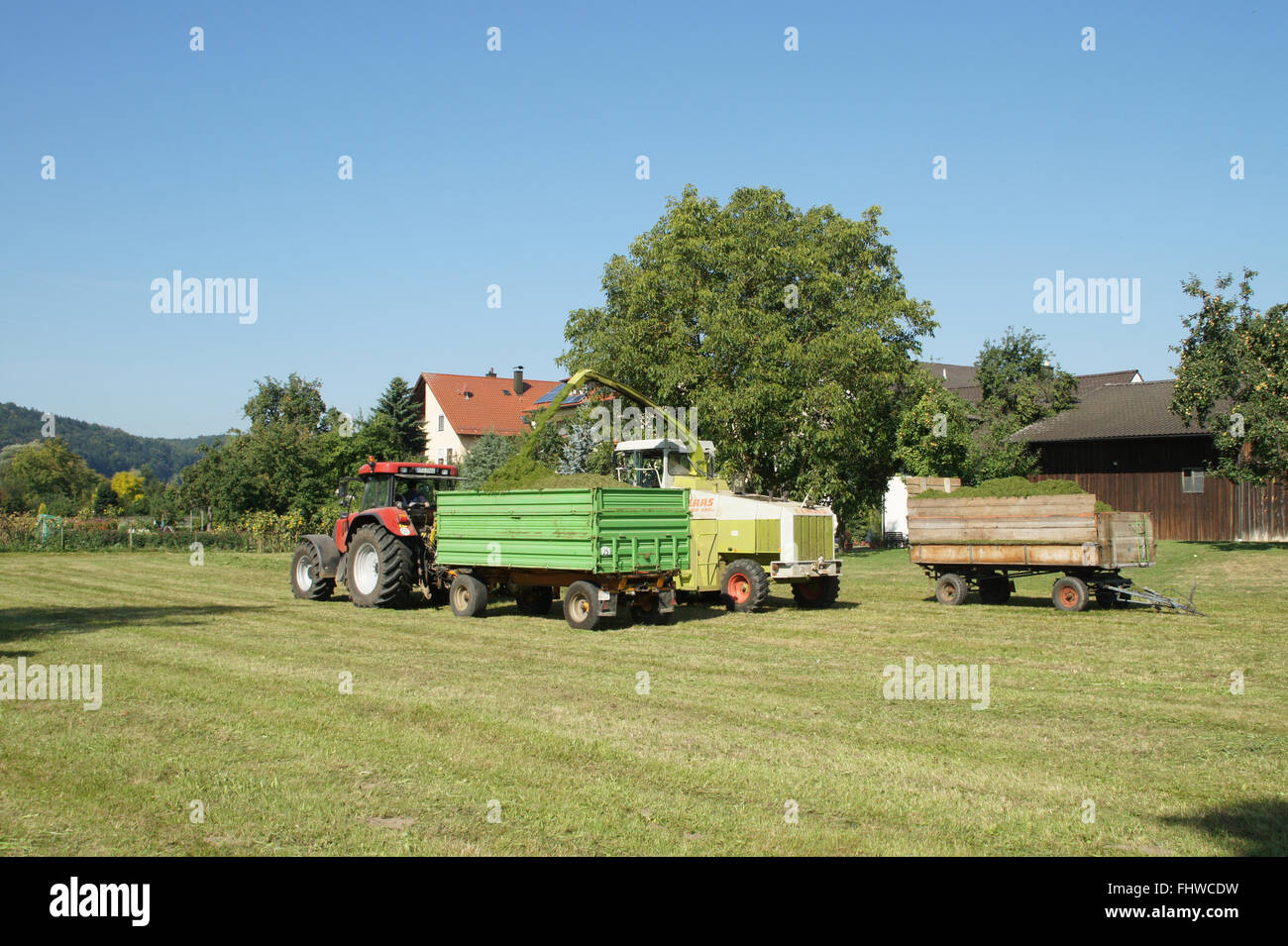 Coupe-paille, herbe de la tonte Banque D'Images