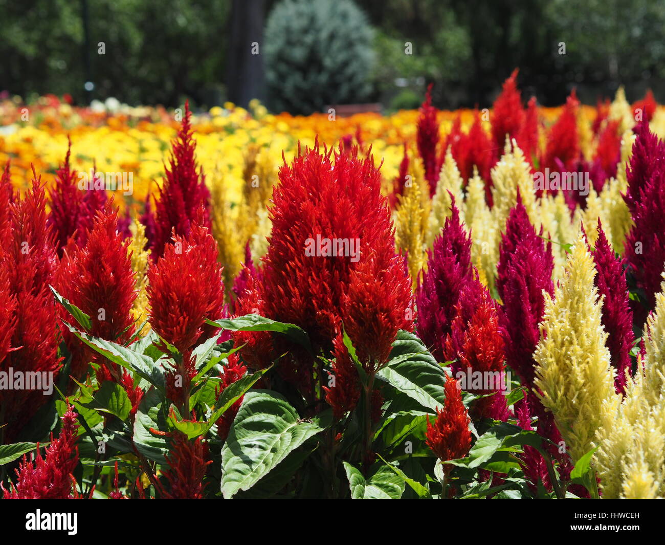 Rouge, violet et blanc à fleurs jardin lit dans un grand jardin ou le parc cadre avec les prix pour l'en-tête Banque D'Images
