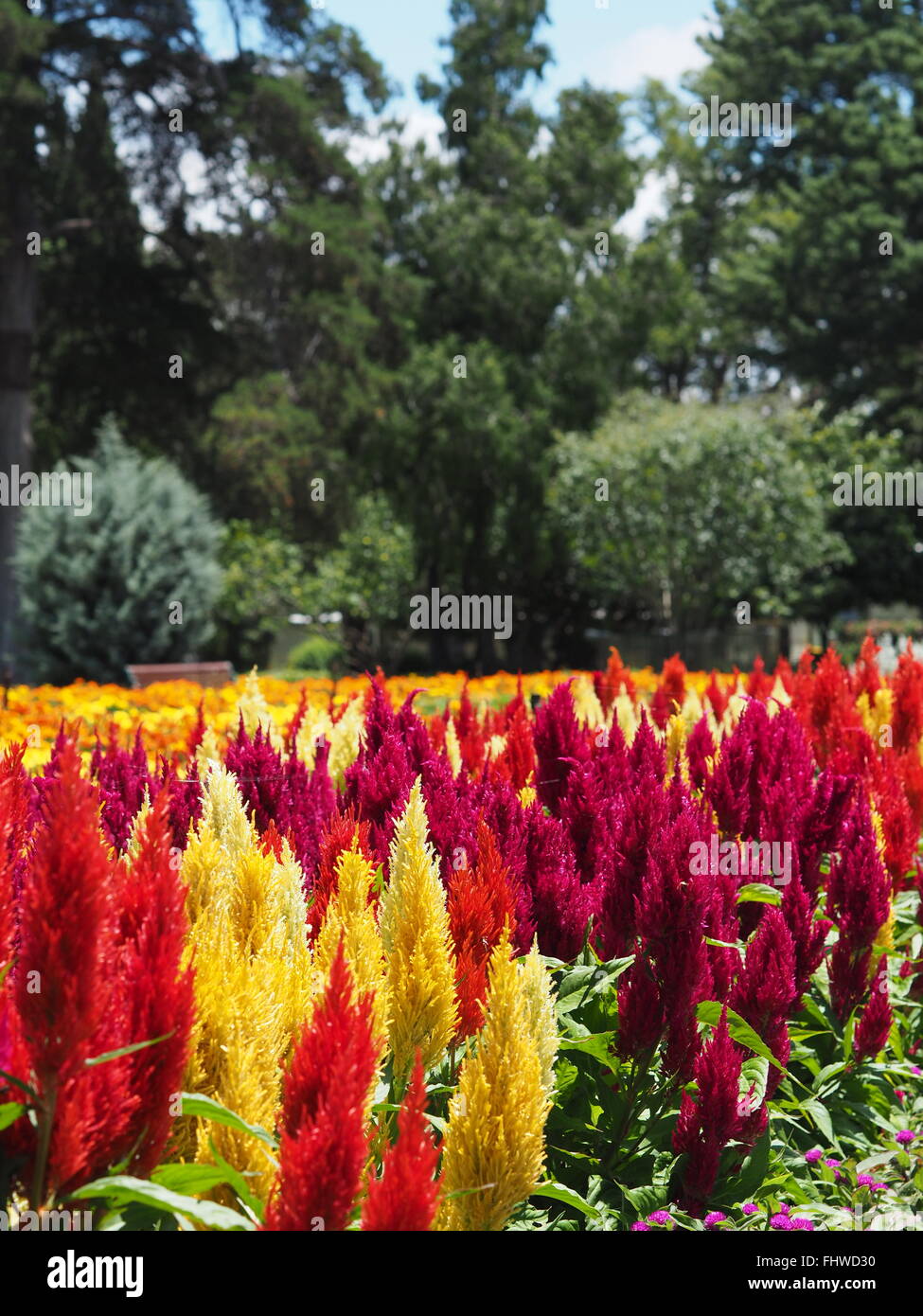 Rouge, violet et blanc à fleurs jardin lit dans un grand jardin ou le parc cadre avec les prix pour l'en-tête Banque D'Images