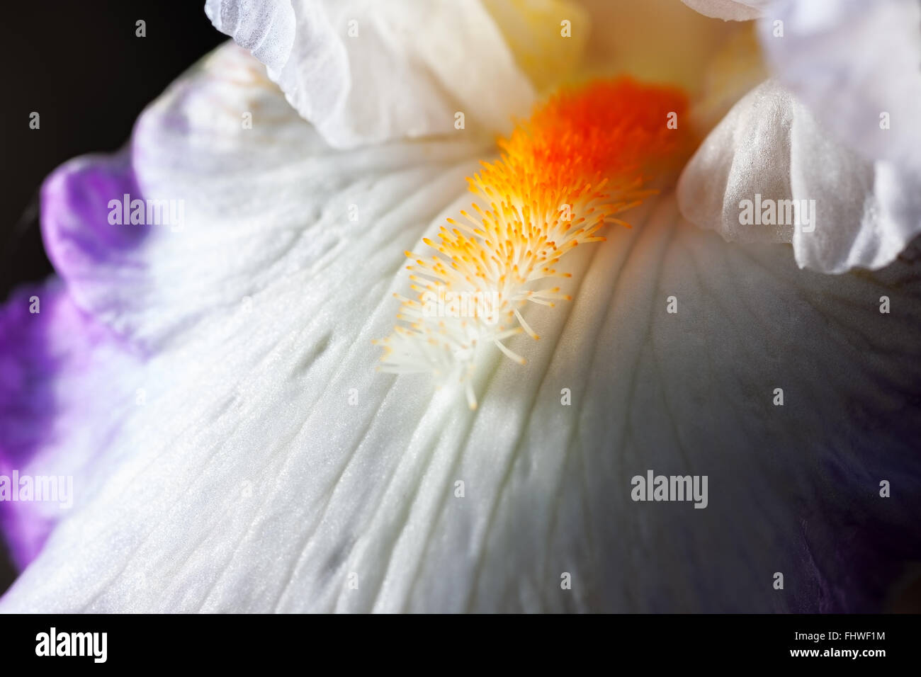 Belle fleur iris close-up. Macro Banque D'Images