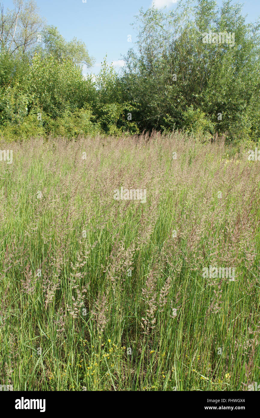 Calamagrostis epigejos, bois petit-reed Banque D'Images
