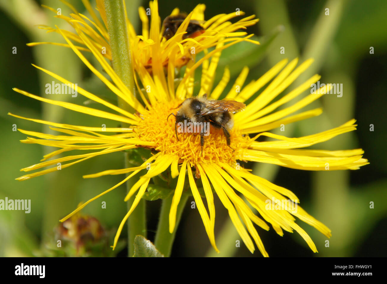 Inula helenium, guérir, avec bumblebee Banque D'Images