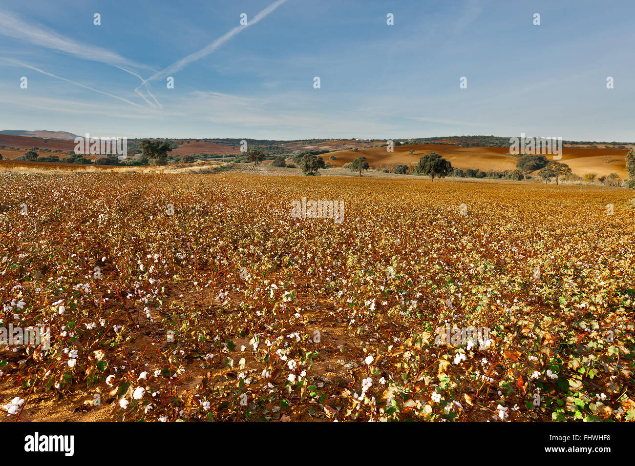 Champ de coton Banque D'Images