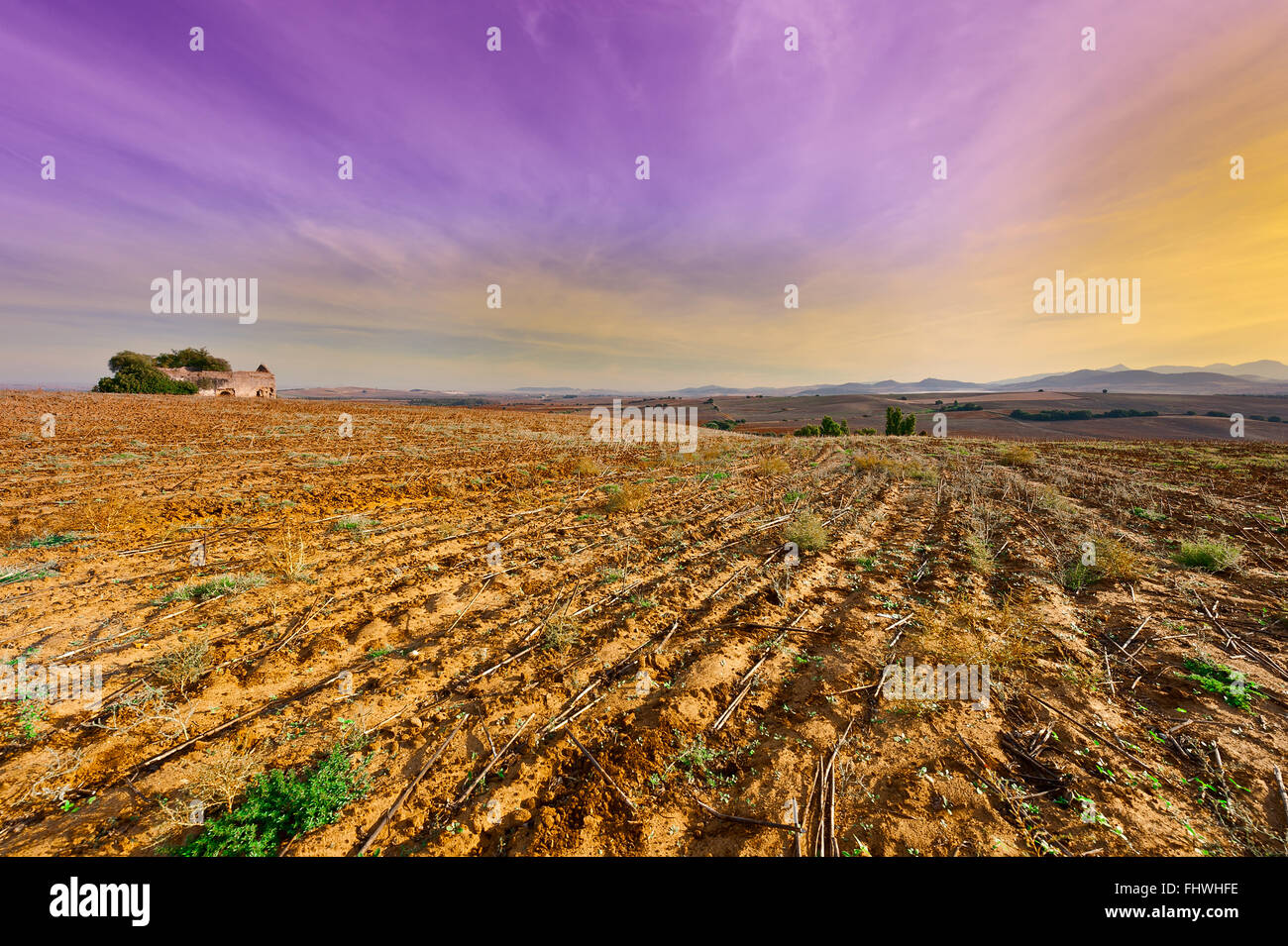 Champ de coton Banque D'Images