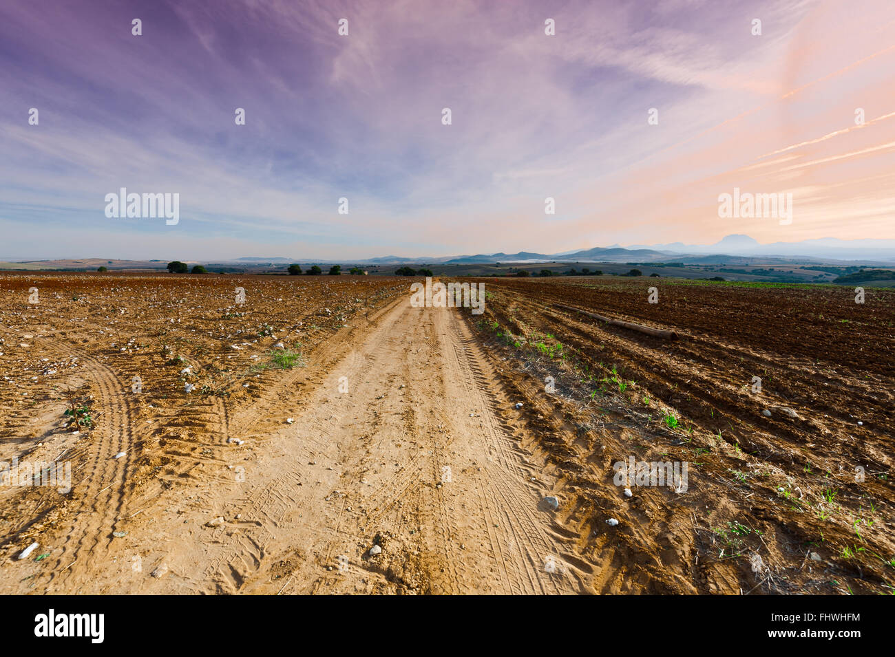 Champ de coton Banque D'Images