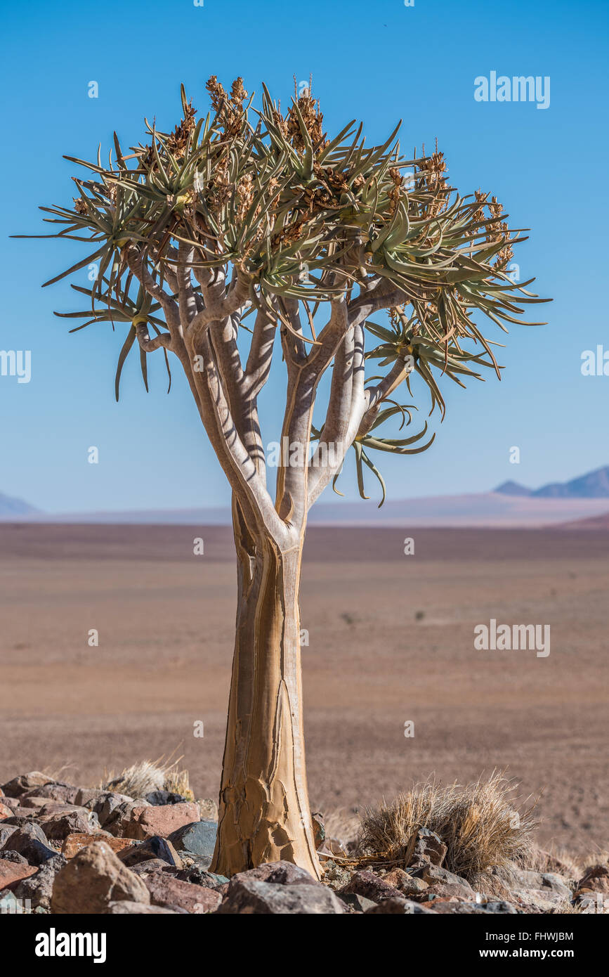 Un carquois tree against a blue sky Banque D'Images