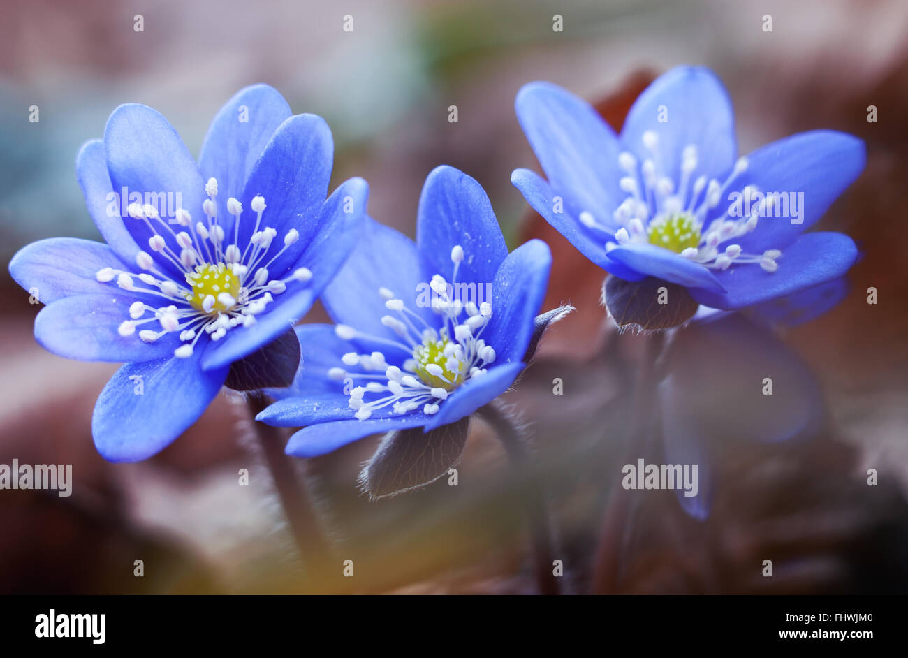 Les premières fleurs de printemps ou en bleu hepatica snowdrop c'est natural background Banque D'Images
