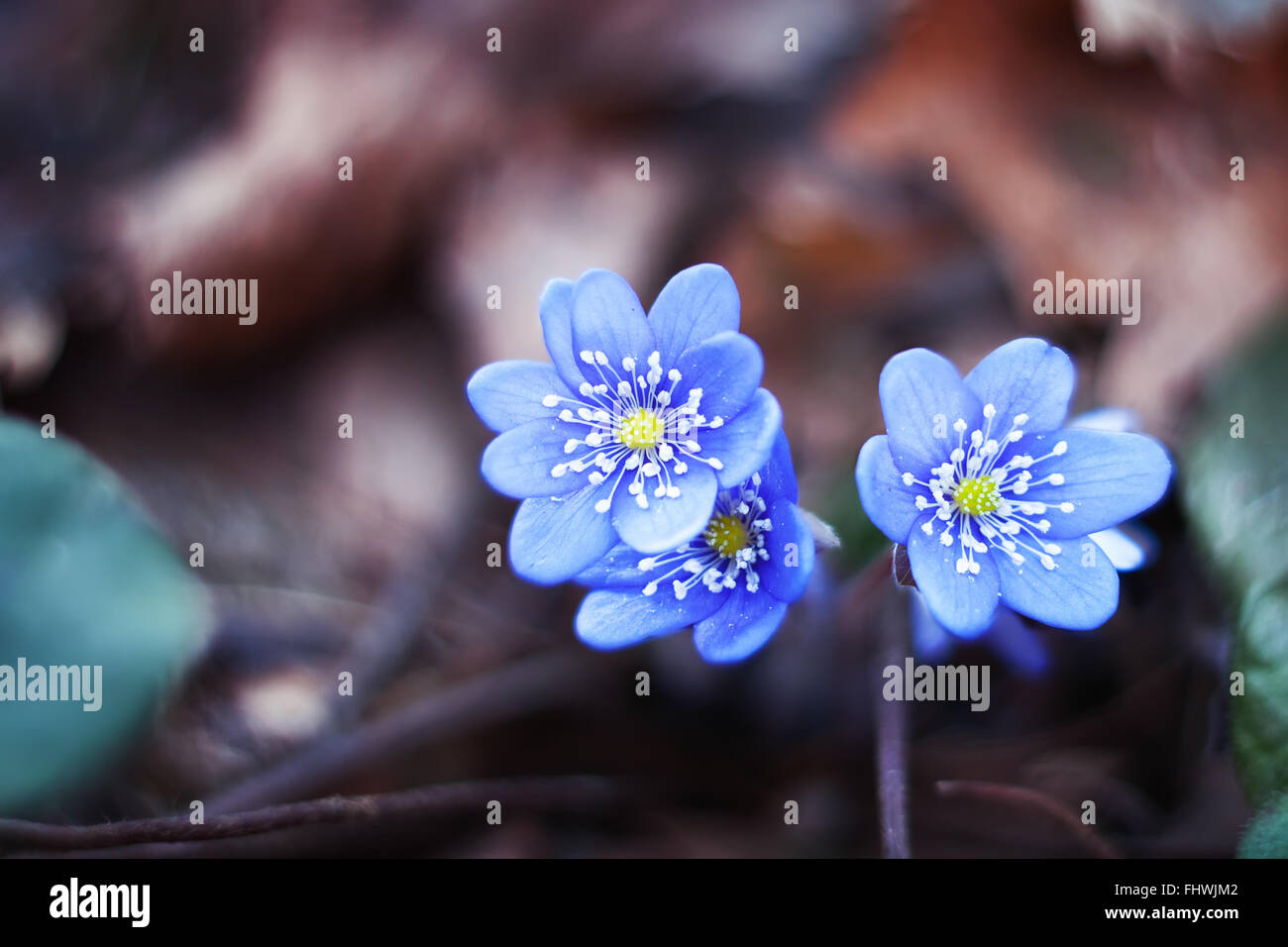 Début du printemps bleu fleurs hepatica ou snowdrop dans son contexte naturel Banque D'Images