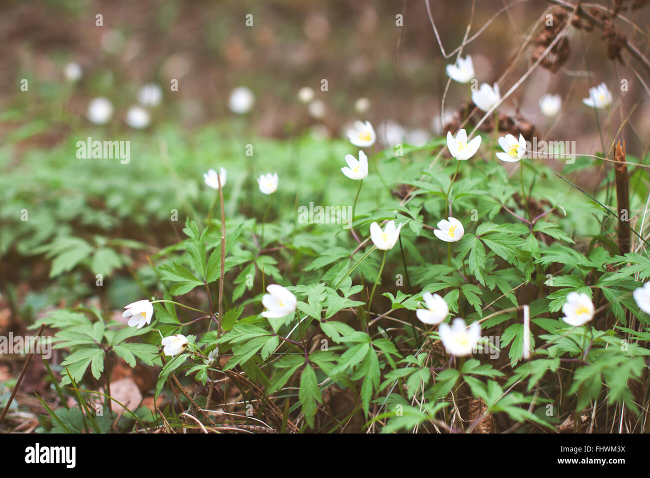 Anémone blanche fleurs en croissance à l'état sauvage dans une forêt au printemps. Image fleurs stock doux Banque D'Images