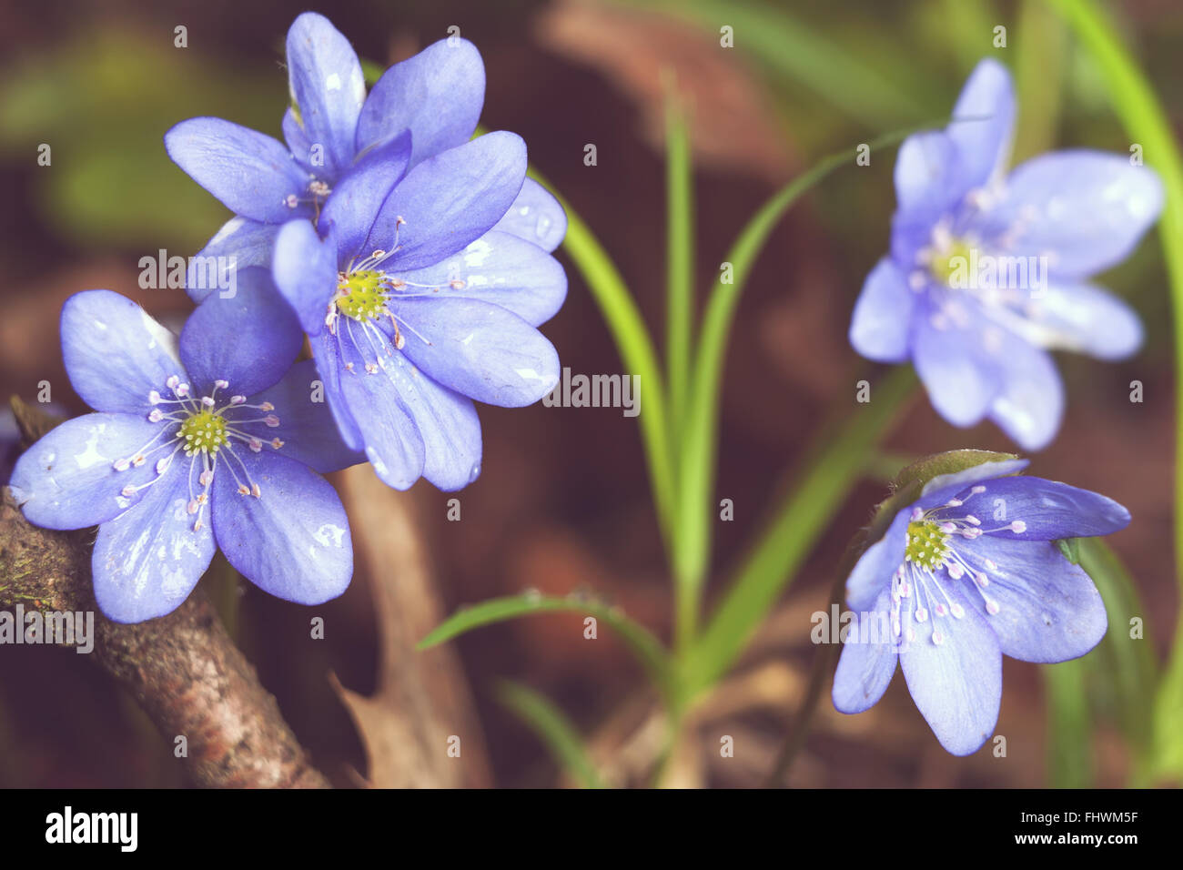 Début du printemps bleu fleurs hepatica ou snowdrop dans son contexte naturel poussant sur un sol forestier. Image printemps rural naturel Banque D'Images