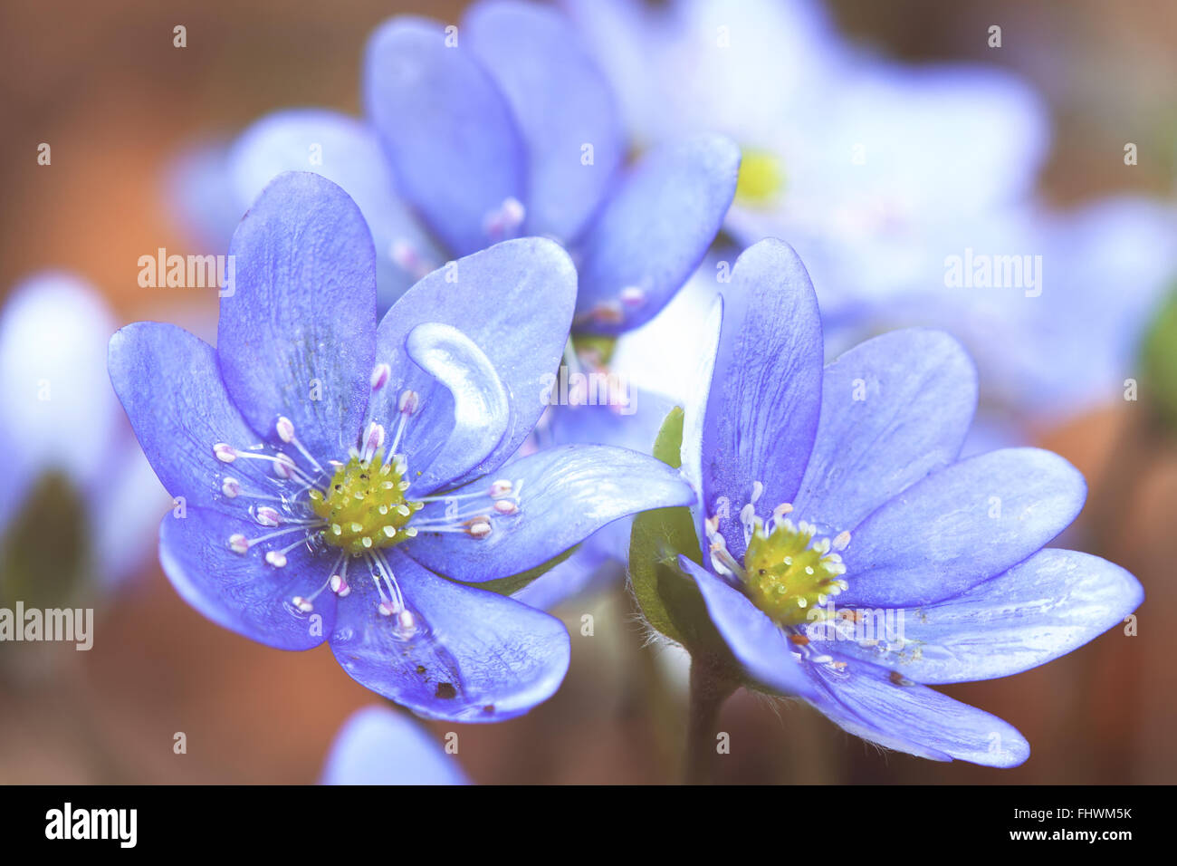 Début du printemps bleu fleurs hepatica ou snowdrop dans son contexte naturel poussant sur un sol forestier. Image printemps rural naturel Banque D'Images