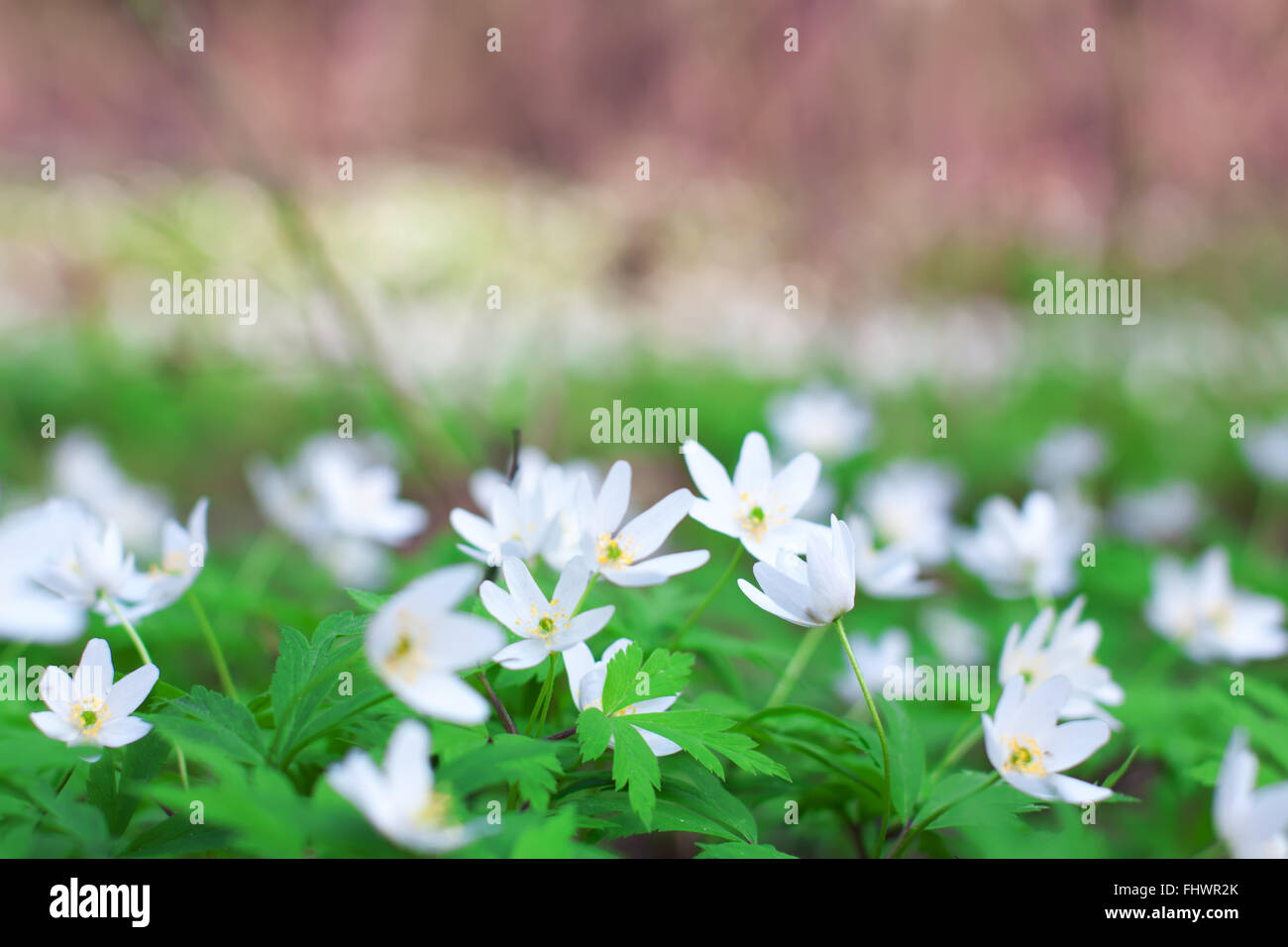 Anémone blanche fleurs en croissance à l'état sauvage dans une forêt au printemps. Image douce fleur stock shot sur aperture ouvert avec b Banque D'Images