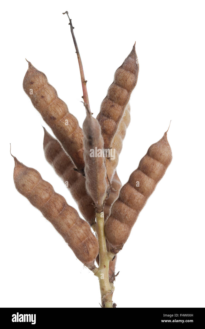 Pod de lupin (Lupinus angustifolius) sur fond blanc Banque D'Images