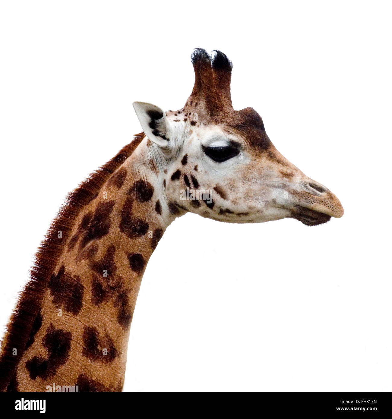 Girafe Rothschild Banque D'Images