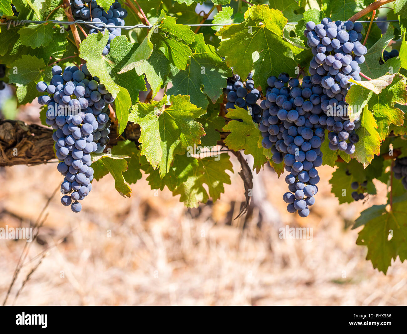 Grappes de raisins rouges de plus en plus l'un des vignobles de Stellenbosch, Afrique du Sud. Banque D'Images