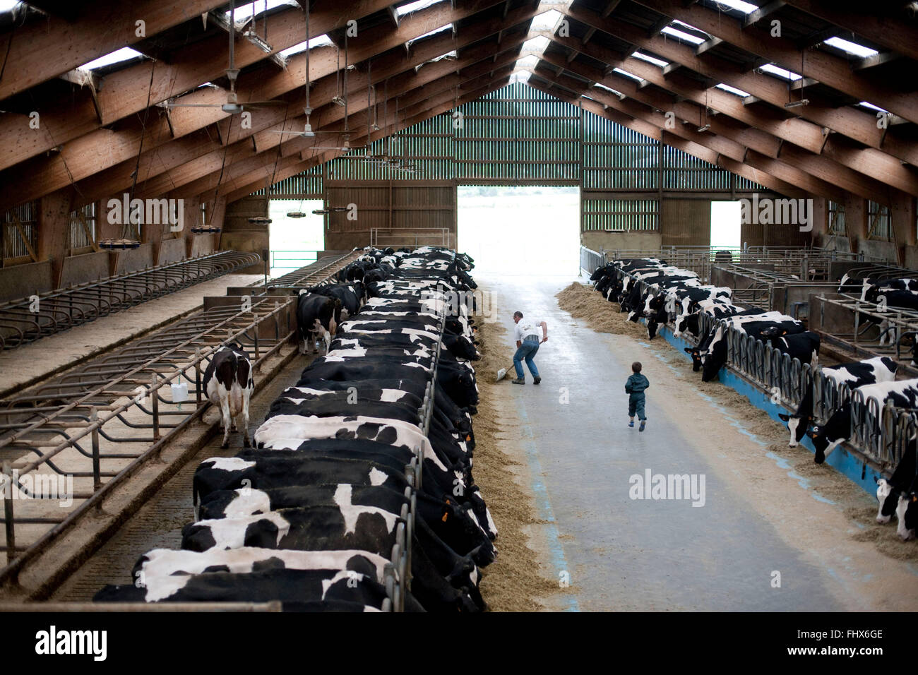 L'élevage de bovins Holstein Banque D'Images