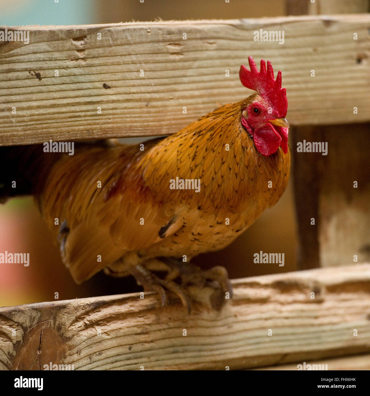 coq bantam Banque D'Images