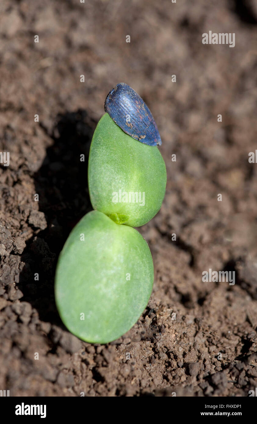 Germination du tournesol Banque de photographies et d’images à haute