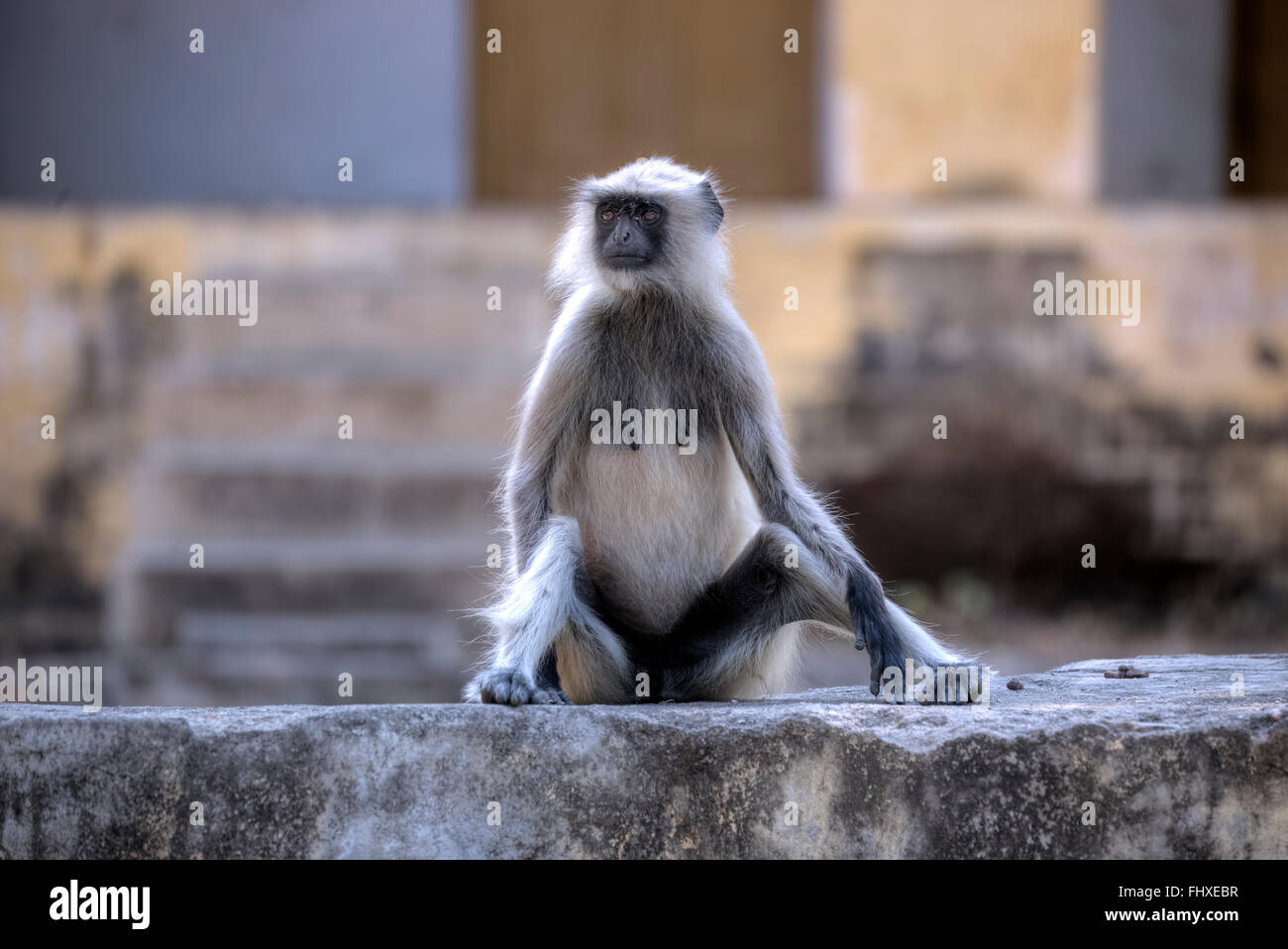 Singes sauvages dans le Rajasthan, Inde Banque D'Images