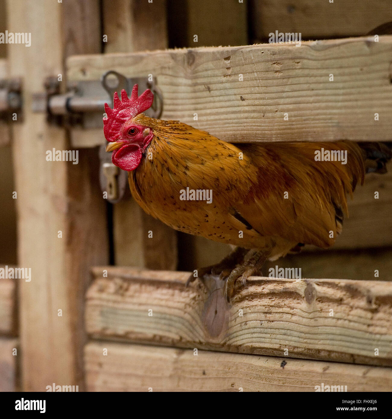 Coq Bantam in barn Banque D'Images