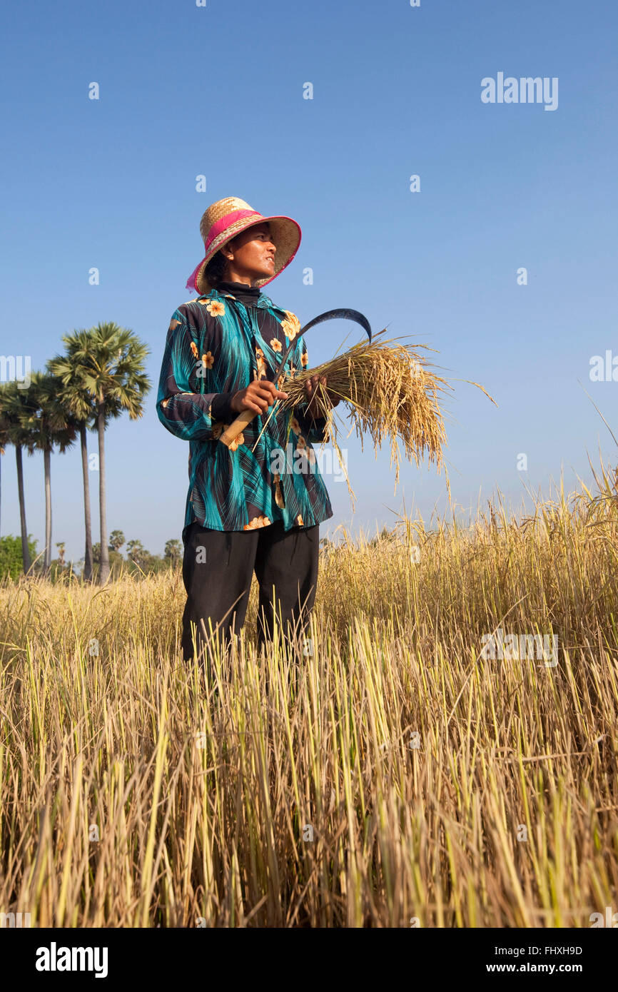 Cambodge : la culture du riz Banque D'Images