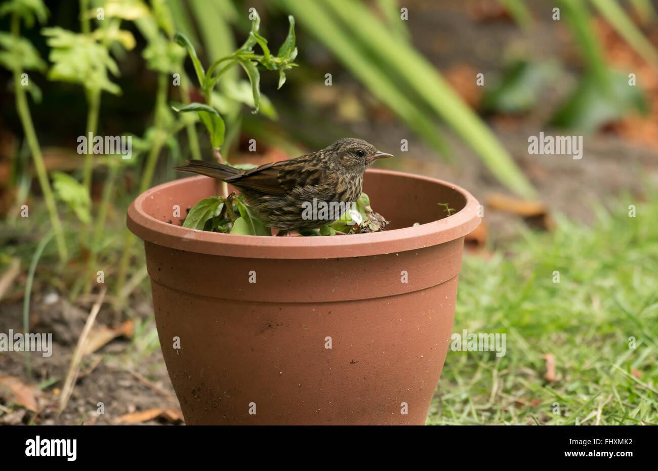 Cache-pot en juvéniles nid Banque D'Images