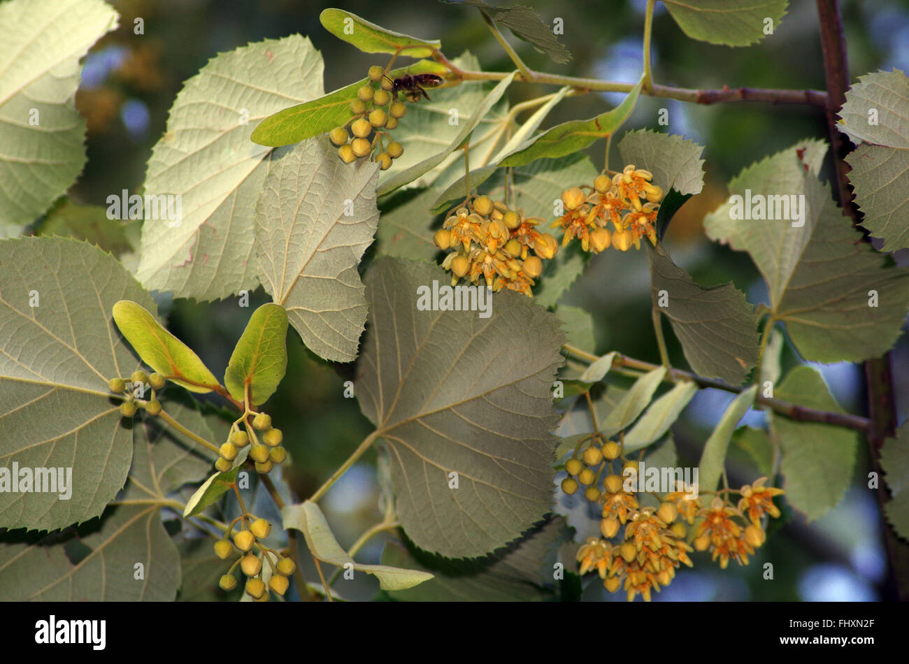 Linden branche avec fleurs et feuilles. Banque D'Images