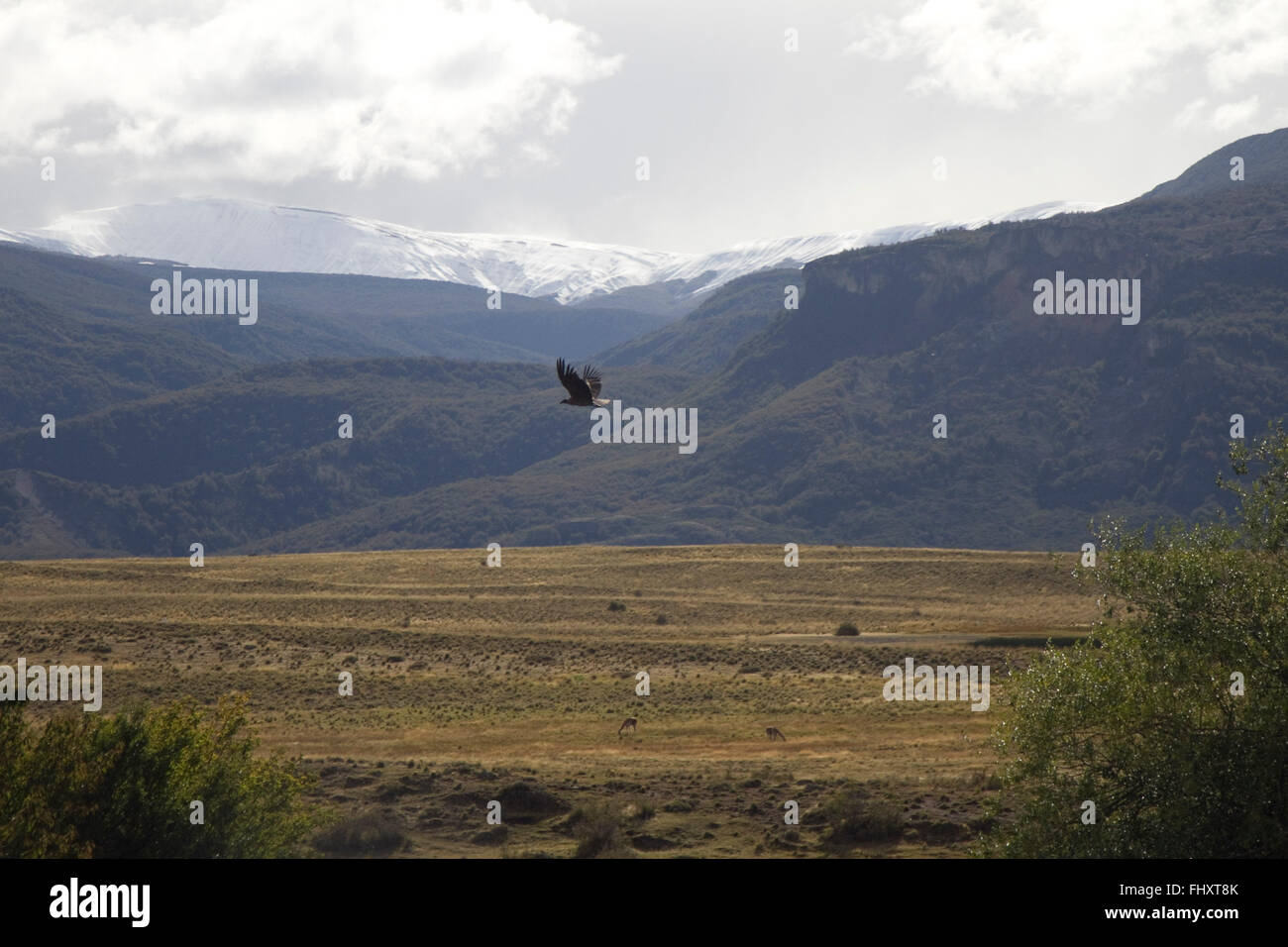 Condor des Andes, la Patagonie Chilienne Banque D'Images